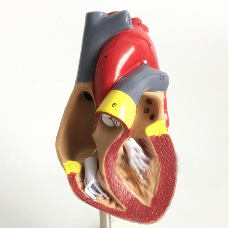 1: 1 Human Heart Anatomical Model Cardiology Heart Anatomy Teaching Model with Number Mark - Teaching Resources by PMC TechLife | Online Shopping South Africa | PMC TechLife | Buy Now Pay Later Mobicred