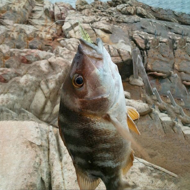 10 PCS 4cm Fishing Soft Bait Lures Popper Poper Baits (Transparent) - Fishing Lures by PMC TechLife | Online Shopping South Africa | PMC TechLife | Buy Now Pay Later Mobicred