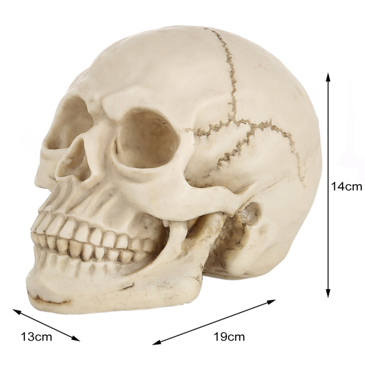 Skull Head Hallowmas Prop Gadget Display, Size: 19(L) x 13(W) x 14cm(H)(White) - Halloween Prop Decorations by PMC TechLife | Online Shopping South Africa | PMC TechLife | Buy Now Pay Later Mobicred