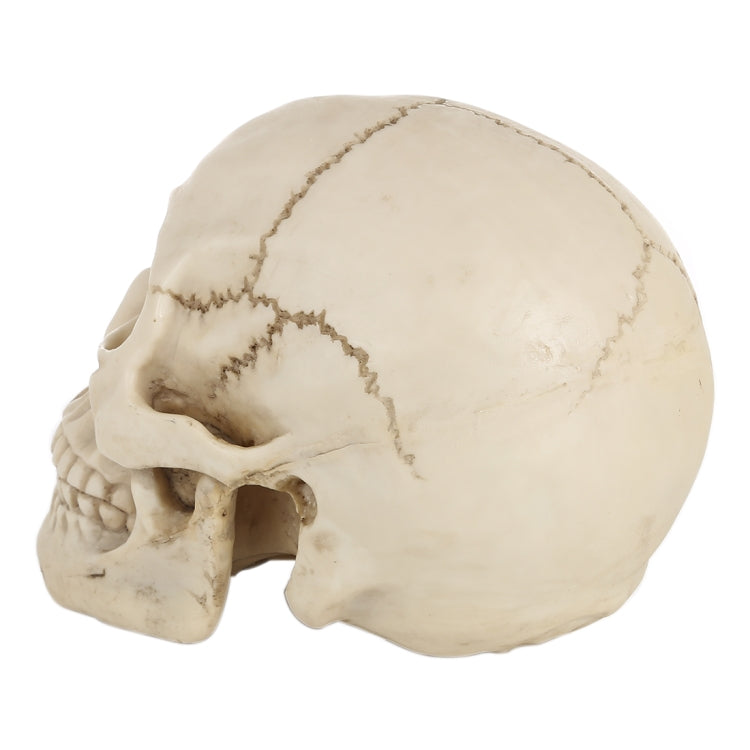 Skull Head Hallowmas Prop Gadget Display, Size: 19(L) x 13(W) x 14cm(H)(White) - Halloween Prop Decorations by PMC TechLife | Online Shopping South Africa | PMC TechLife | Buy Now Pay Later Mobicred