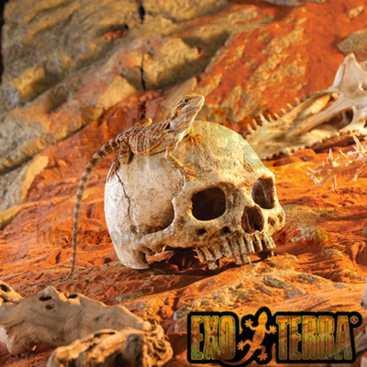 Fish Tank Aquarium Decoration Spider Lizard Snake Python Skull Breeding House Hiding Ornament(Bald Skull) - Reptile Supplies by PMC TechLife | Online Shopping South Africa | PMC TechLife