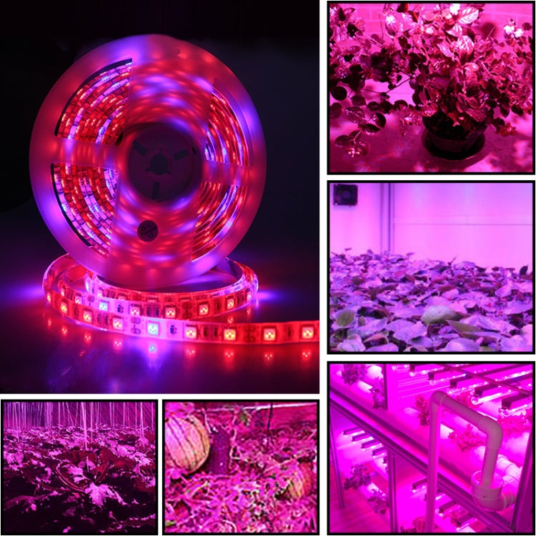 5m 300 LEDs SMD 5050 Full Spectrum LED Strip Light Fitolampy Grow Lights for Greenhouse Hydroponic Plant Waterproof(5 Red 1 Blue) - LED Grow Lights by PMC TechLife | Online Shopping South Africa | PMC TechLife