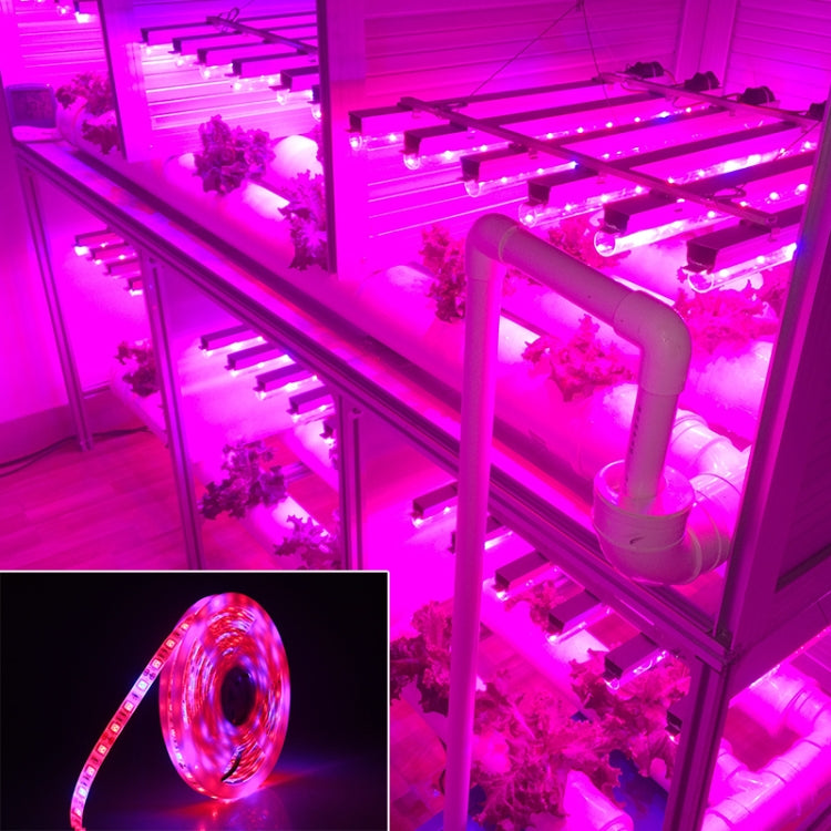 5m 300 LEDs SMD 5050 Full Spectrum LED Strip Light Fitolampy Grow Lights for Greenhouse Hydroponic Plant Waterproof(5 Red 1 Blue) - LED Grow Lights by PMC TechLife | Online Shopping South Africa | PMC TechLife